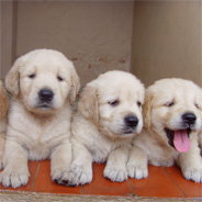 Puppy Gets Cloned