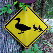 Descendant Ducks crossing