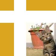 Tabindex with :focus